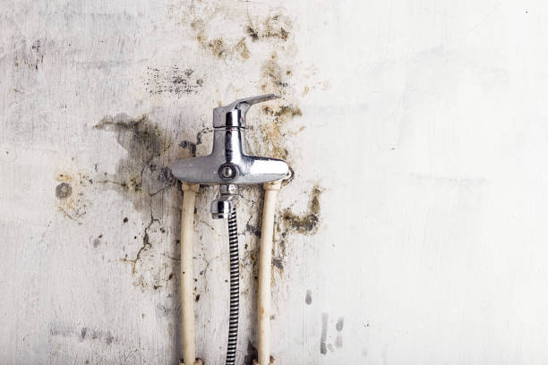 Best Toxic Mold Removal  in Toast, NC