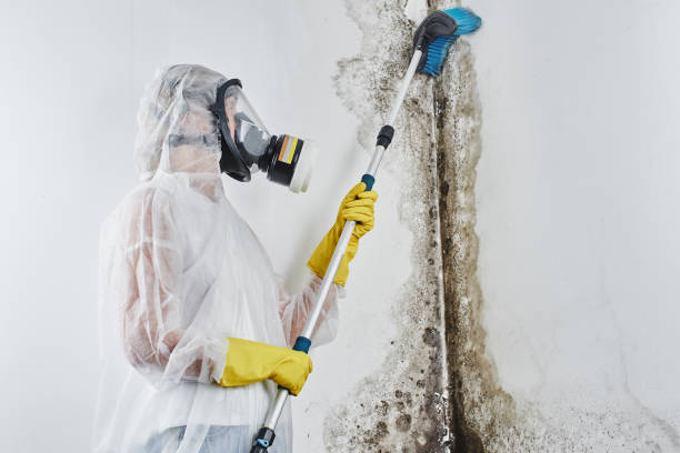 Best Mold Remediation  in Toast, NC