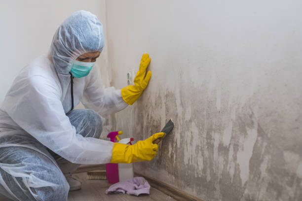 Best Commercial Mold Removal  in Toast, NC