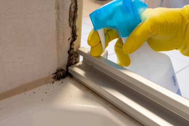 Best Same-Day Mold Removal  in Toast, NC