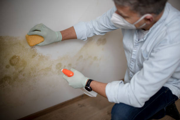 Best Emergency Mold Removal  in Toast, NC
