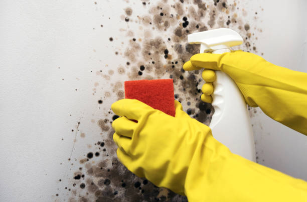 Best Local Mold Removal Service  in Toast, NC