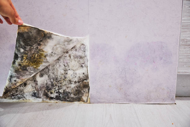 Best Home Mold Removal  in Toast, NC